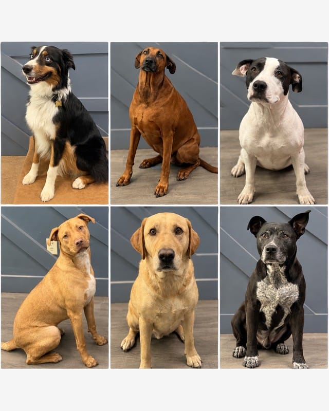 Heavin shop dogs: six dogs sitting in front of the Heavin sign